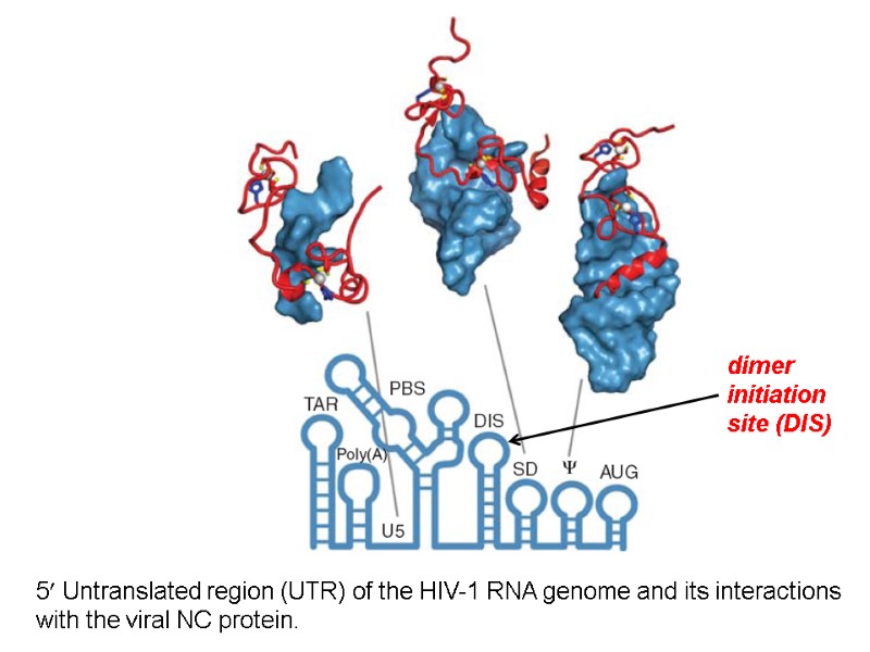 5 Untranslated region (UTR) of the HIV-1 RNA genome and its interactions with the